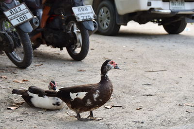 Pigeons on road