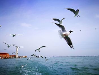 Seagulls flying over sea against sky