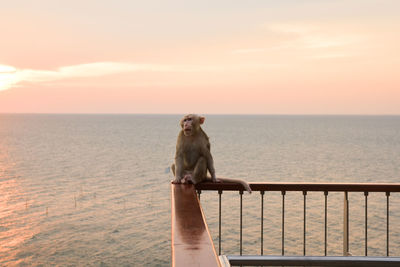 The monkey sits on a steel rail against the backdrop of the sea and the evening sky.