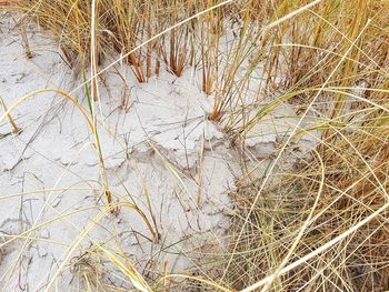 High angle view of dry plants on field during winter