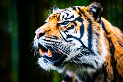 Close-up of tiger