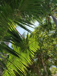 Low angle view of coconut palm tree against sky