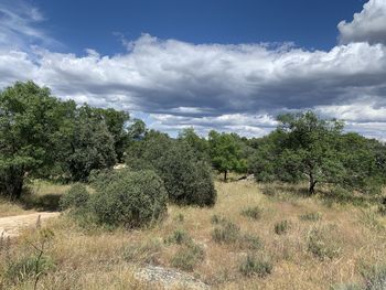 Trees on field against sky
