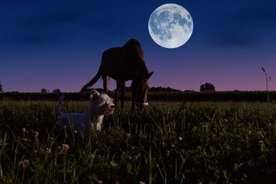 Full length of dog on field against sky at night