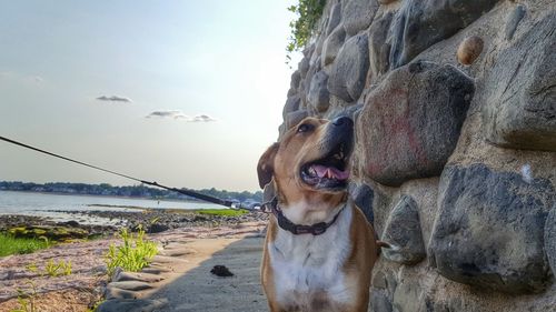 Close-up of dog by stone wall against sky