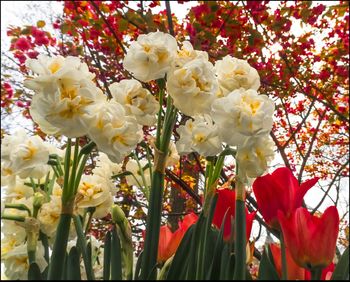 Close-up of white flowers blooming on tree