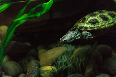 Close-up of turtle swimming in sea