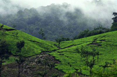 Scenic view of forest