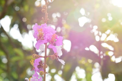 Close-up of pink flowering plant