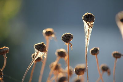 Close-up of flowering plant