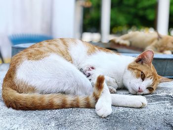 Close-up of cat sleeping