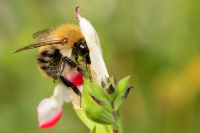 Close-up of bee on flower