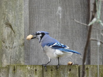 Close-up of bird perching on wooden post