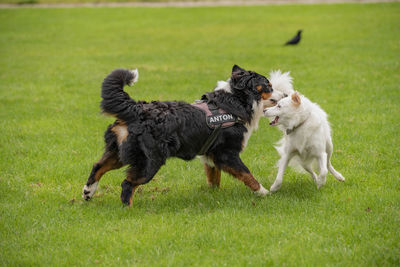 Two dogs running on grassy field