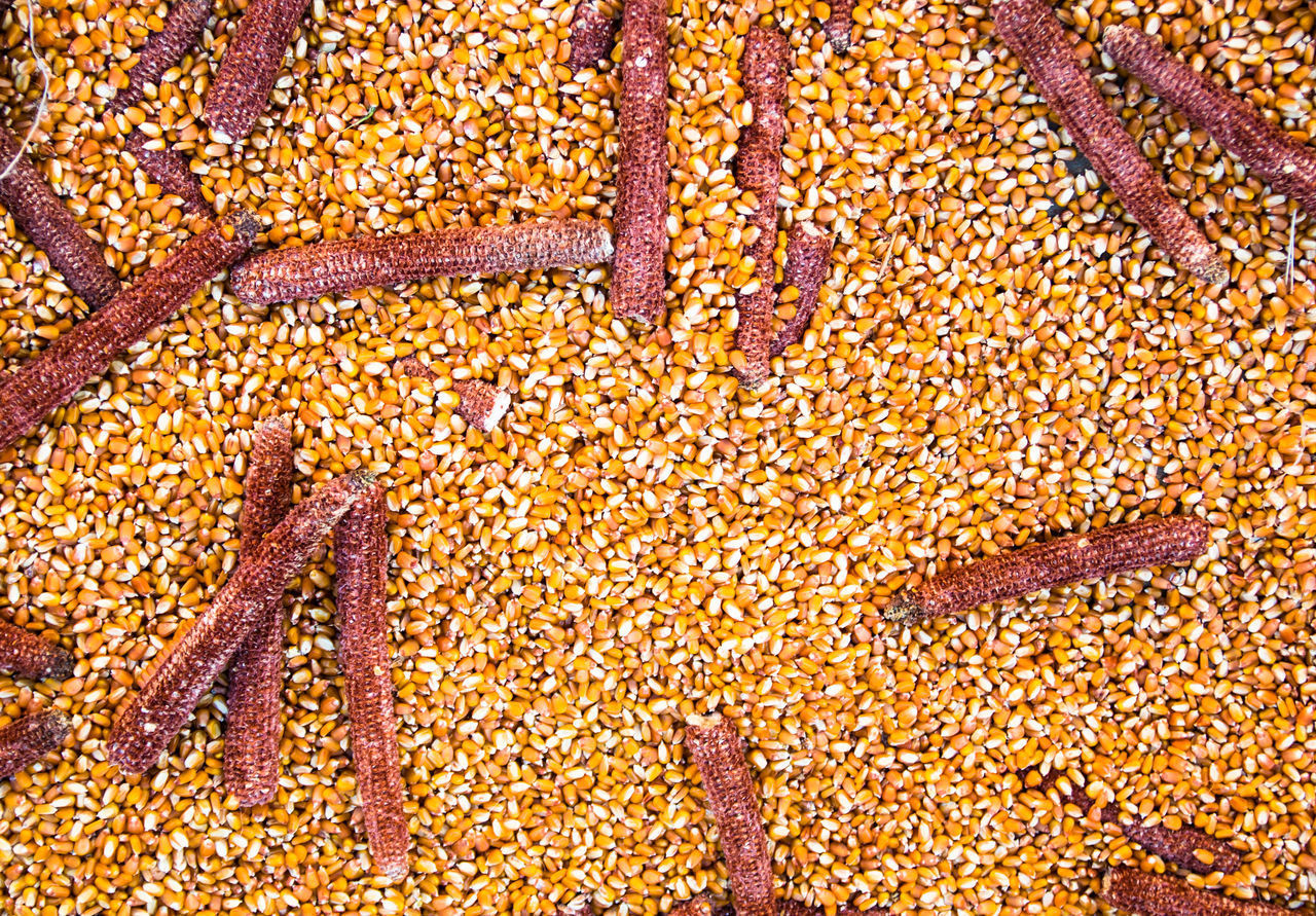 FULL FRAME SHOT OF CORN ON LAND