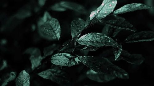 Close-up of strawberry over black background