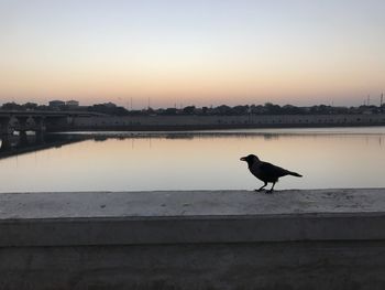 Bird perching on lake against sky during sunset