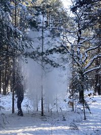 Trees on snow covered field