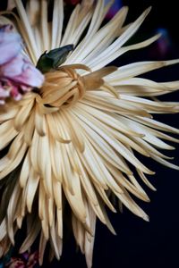 Close-up of white flower