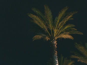 Low angle view of palm tree against sky at night