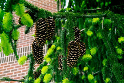 Close-up of fern leaves