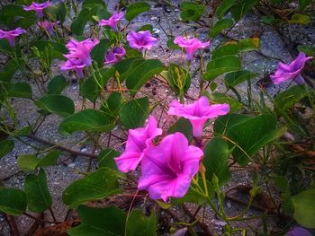 Close-up of pink flowering plant