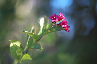 Close-up of red flowers blooming outdoors