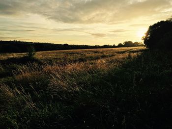 Scenic view of grassy field against sky