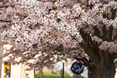 Close-up of cherry blossom