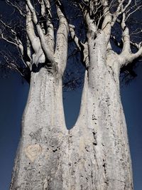 Low angle view of bare tree