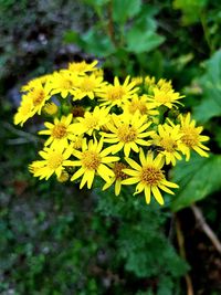 Close-up of yellow flowering plant on field