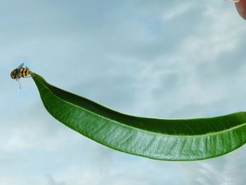 Low angle view of leaves on plant against sky