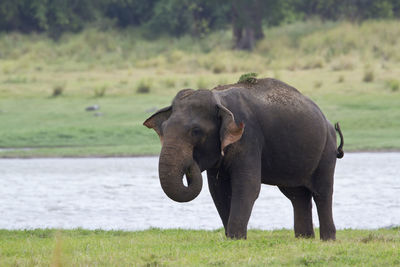 Close-up of elephant on field