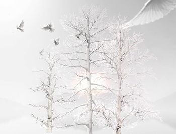 Low angle view of birds flying over snow covered landscape