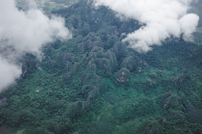 Aerial view of trees in forest