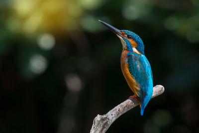 Close-up of bird perching on branch