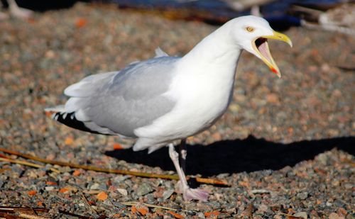 Close-up of seagull perching