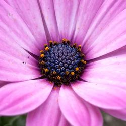 Close-up of pink flower blooming outdoors