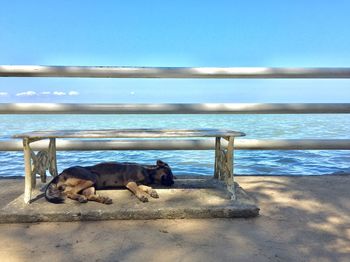 Dog relaxing in a sea