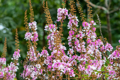 Close-up of pink flowering plants