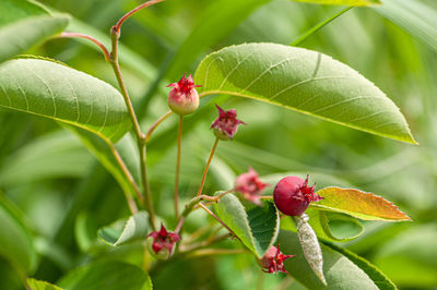 Close-up of strawberry growing on plant