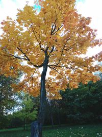 Trees against sky during autumn