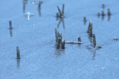 Close-up of frozen water on table