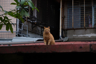 Cat sitting outdoors