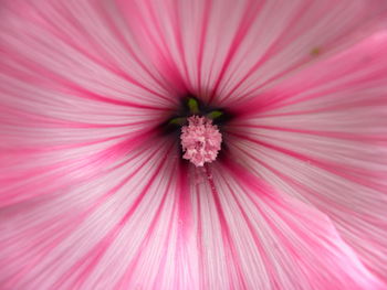 Close-up of pink flower