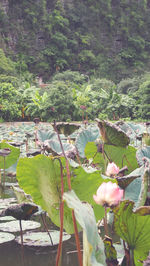 Close-up of flowers against trees and plants