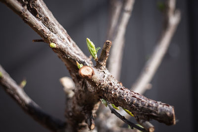 Close-up of lizard on branch