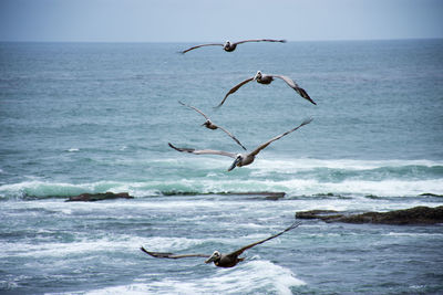 Seagulls flying over sea against sky