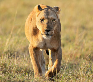 Close-up of a cat on field