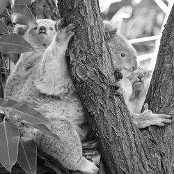 Close-up of two cats sitting on tree trunk